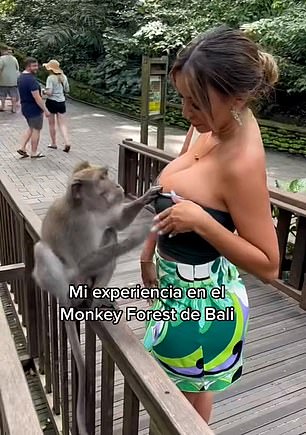 视频显示,28 岁的秘鲁模特保拉·曼扎纳尔 (Paula Manzanal) 在乌布猴林 (Ubud Monkey Forest) 的猴子旁边摆姿势——结果这只动物伸出手,试图拉下她的黑色无肩带上衣。