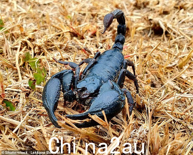 在被蝎子刺伤手指后,该节目的医务人员治疗了前卫生部长——幸运的是马特没有毒