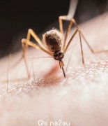 警报！今年维州蚊子携带致命病毒，疫苗已排好队（图）