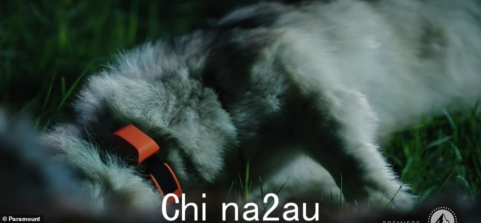 Wrong wolves:'这些狼有他妈的 Facebook 页面,'Ryan 说。'人们穿着印有照片的 T 恤走来走去。人们发现我们杀了他们,在州长的牧场'