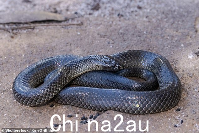 危险:东方小眼蛇(如图)的毒液在被咬后会攻击肌肉组织数天
