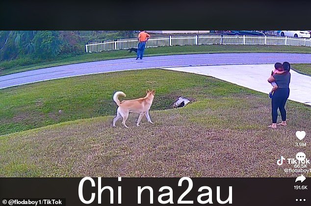 当父亲冲到现场时,小男孩含泪跑向他的母亲,两只狗在邻居的狗跑回家之前狂吠并互相冲撞