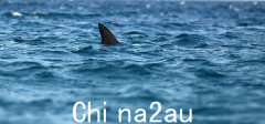 3m巨鲨跳海，19岁澳洲女子被撕咬当场死亡（图）