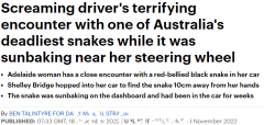 害怕！车内发现致命毒蛇，澳洲女司机被吓破口大骂（图）