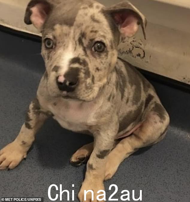 男人们还抢走了这只两个月大的美国B突袭中的 ulldog 小狗,发生在妇女的三个年幼孩子面前
