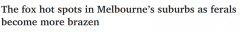 墨尔本狐狸越来越多，内城成“重灾区”，包括CBD！光天化日之下四处游荡，大量宠物被杀（合影）