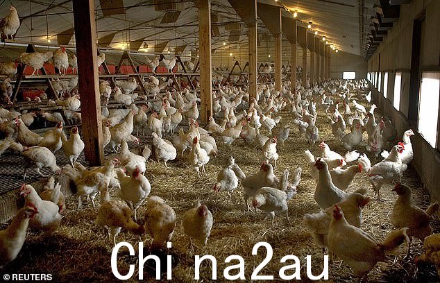 不断飙升的饲料和能源成本使英国的鸡蛋生产商即使不是不可能,也越来越难以收回成本,更不用说盈利了。(股票图片)