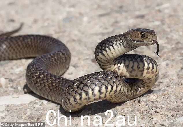 在医护人员赶到北昆士兰托儿中心后,一名蹒跚学步的孩子正在接受疑似棕色蛇咬伤的治疗(文件图片)
