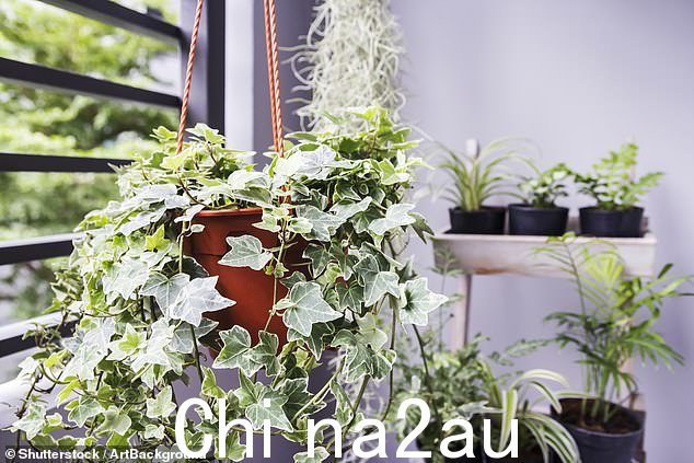 English Ivy 也能有效地从空气中吸水,对浴室也有好处,但对宠物也是致命的,所以应该挂在高处