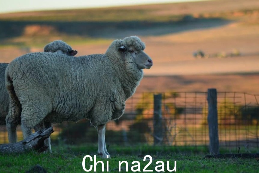 Badgingarra 农场上的羊