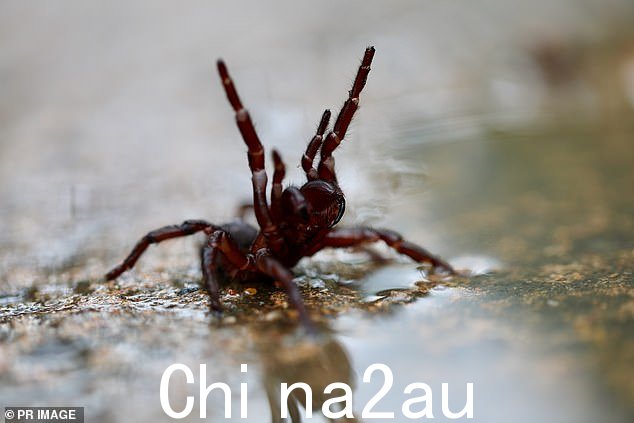 今年澳大利亚大部分地区创纪录的降雨让漏斗网蜘蛛(如图)茁壮成长