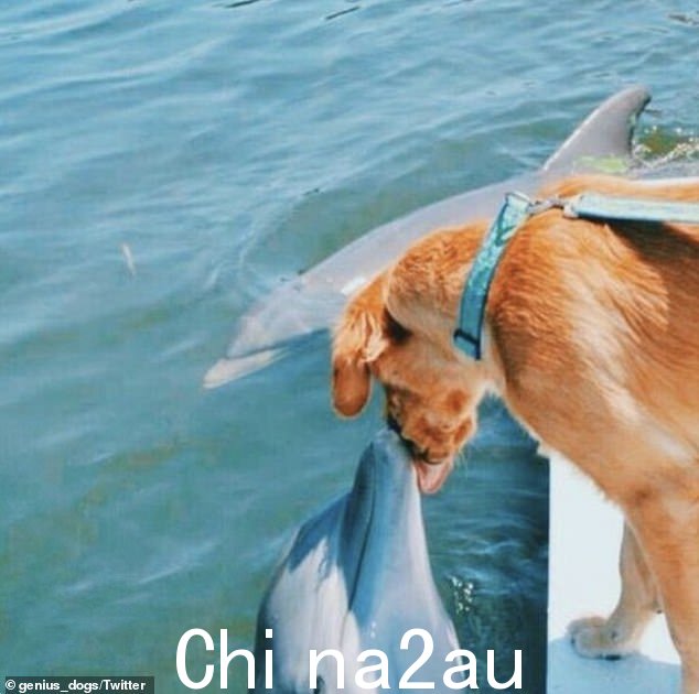 爱情:另一只狗似乎和他在夏天认识的一只海豚在度假浪漫