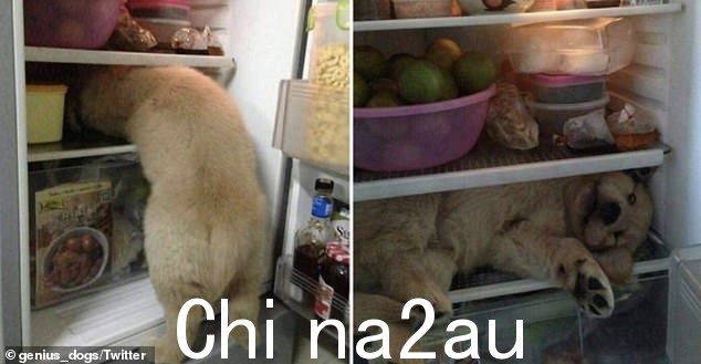 冰狗!这个小可爱决定在夏天爬进冰箱降温 - 希望没有人忘记他