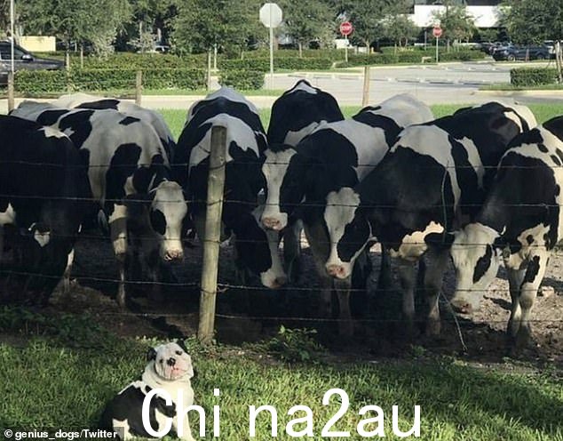 Mooo!这些可爱的照片在 Twitter 页面@genius_dogs 上分享,最好的照片在一张搞笑的照片中被整理成一个无聊的熊猫图片库,可以看到一只斗牛犬在迎接他的真实田野里的奶牛一家ss=