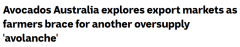 “请多吃鳄梨！”澳大利亚牛油果供过于求，种植者苦苦寻找新市场（图）
