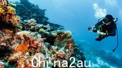 联合国监测团建议将大堡礁列为“处于危险中”的世界遗产