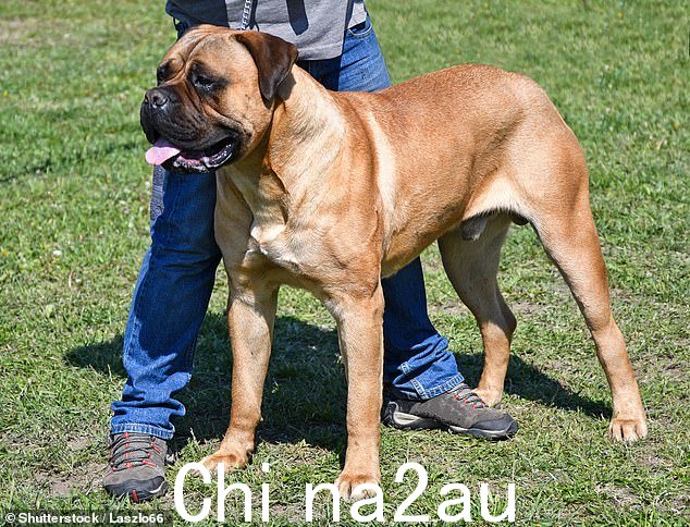 Soactar 先生必须使用 h是加权健身背心来击退疯狂的公牛獒犬,因为它攻击他的狗(库存图片)