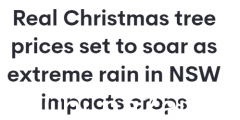 澳洲圣诞树价格暴涨40%，价格高达$200！恶劣天气成“罪魁祸首”(图)