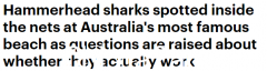 防鲨网像假的？悉尼邦迪海滩发现两条鲨鱼！ （合影）