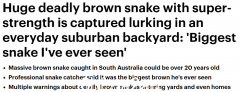 澳大利亚人对有毒蟒蛇的存在感到震惊！捕蛇人差点吓尿，直言：见过最大的蛇（组图）