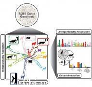 科学家们确定了负责犬种特定行为的基因