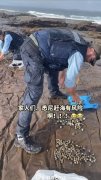 悉尼男孩赶海被罚1000元！ 2022年悉尼捕海攻略，螃蟹海胆鲍鱼一次采集（图）