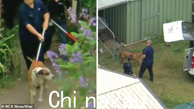 地方议会已经确认从财产中移走的两只狗(上图)在致命攻击后被人道安乐死