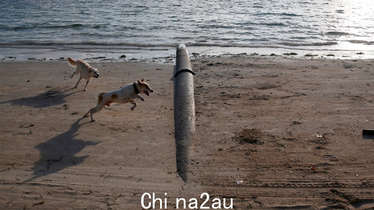 澳大利亚狗主人必须‘受过教育’” /><p>“为您的爱犬提供一个区域,让它们有机会用零食、咀嚼物和玩具来占据自己的时间,这不仅对它们的身心有益,也是一种有效的分散注意力的方法, ”她说。</p><p>“舔垫、鼻烟垫和交互式拼图喂食器是丰富工具的几个例子,您可以在知道包裹在途中时尝试使用。”</p><p>在昆士兰州洛根的一次野蛮狗袭击中,一名抄表员被打死一周后,他提出了请求。</p><p>42 岁的凯恩·米尼恩 (Kane Minion) 试图在格林班克一处房产抄表时被袭击</p><p>他被发现在有围栏的前院内,情况危急,当场死亡。</p><p>警方查获了一只班多格斗牛獒犬和一只罗得西亚脊背犬杂交种,后来这些狗被被 Logan C 安乐死市议会。 </p> <BR>
澳洲中文论坛热点 <BR>
<div class=