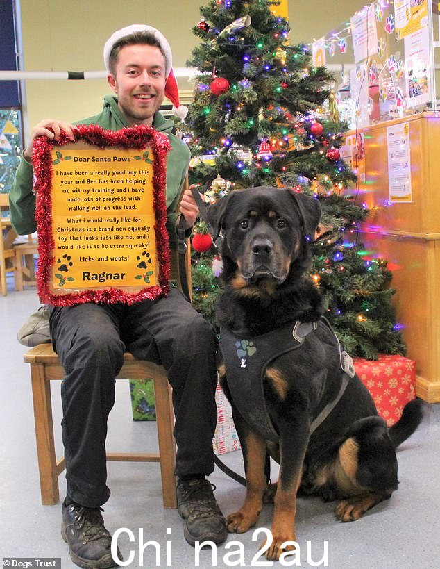Rottweiler Ragnar,五只 Rottweiler Ragnar 于 7 月回到 Dogs Trust Kenilworth,所以团队很乐意在新的一年里为他找到一个家。Ragnar 喜欢玩具和食物!他可以很好地保护这些因为他非常爱他们,所以他的新家庭需要能够在家里处理这件事。因为他是个美食家,他非常努力地工作,这对他的训练有帮助。他很爱玩,愚蠢又善于自娱自乐。需要家:Ragnar 想成为成人家中唯一的宠物,这样他就可以自己喜欢的东西。只要他有事情可以让他忙起来,他就可以在安顿下来几个小时