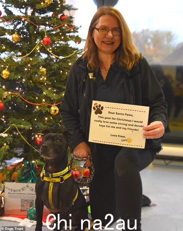 在 Dogs Trust Manchester,9 岁的 Staffordshire Bull Terrier Albie 喜欢人们并且渴望取悦。他是一个非常聪明的男孩,可以玩很多把戏(尤其是当涉及零食)。他喜欢依偎在你的腿上以获得一些依偎和关注。尽管他年纪大了,但他仍然是一个非常活跃的男孩,喜欢继续冒险和探索。需要的家:Albie 正在寻找一个他可以的家是唯一的宠物,因为他发现与其他动物的互动非常有压力。他可以和 10 岁以上的孩子一起生活。他会喜欢一个想继续训练的家庭,因为这是他喜欢的事情,然后晚上依偎在沙发上看电视