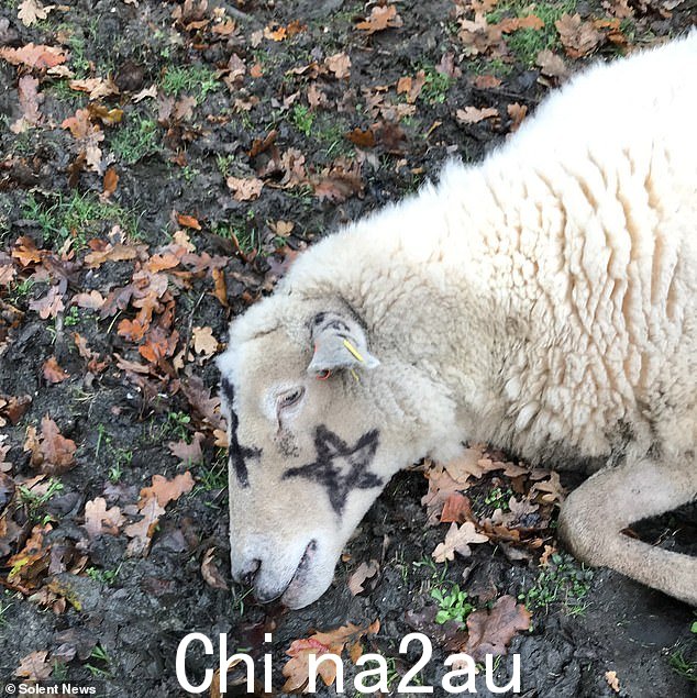 培根牧师说他不确定谁是“险恶”行为的幕后黑手,暗示可能是“对这个世界感到愤怒”的人或与巫术有关的人