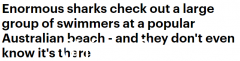 鲨鱼现身澳洲热门海滩，距离游客仅数米之遥！目击者：“流浪”数日（视频/照片）