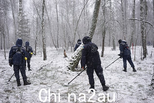 Halo Trust UkrainePictured 排雷小组正在基辅附近的森林中寻找地雷,Lukianivka 村