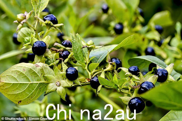 颠茄果实或致命茄属植物是茄属植物中的一种植物,它有毒,如果食用会致命,因此专家警告不要寻找这种植物