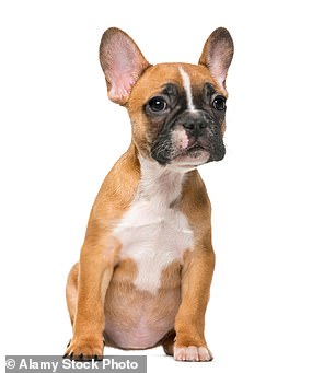 六只 Kennel Club 注册的法国斗牛犬每只售价 2,000 英镑