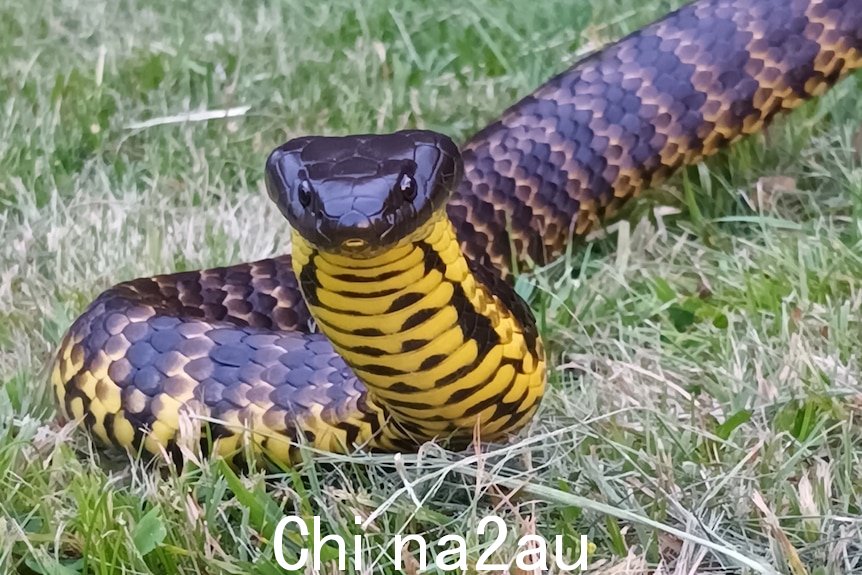 一条有黄色条纹和腹部的棕色蛇躺在草地上看着镜头。