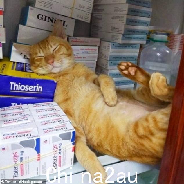 Catnap 还是 catnip?有人在晚上狂欢,所以做出明智的决定,在他当地的超市里寻找镇痛剂的货架