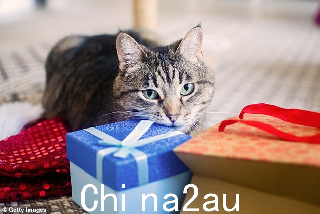 圣诞节是给猫的!这只猫决定圣诞树下的所有礼物现在都属于它们