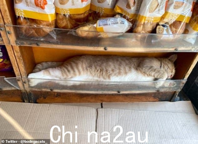 Baguette-cat!'如果我插在这里,他们就不会看到我'这只在未知位置的姜黄色猫科动物决定低调地吃面包