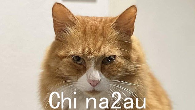 毛茸茸的姜猫亨利一直是剑桥阿登布鲁克医院的常客