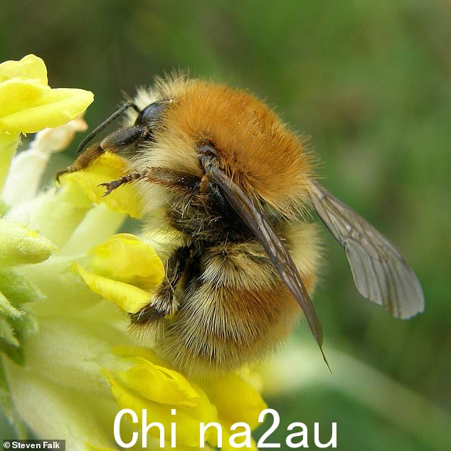 The Brown-banded Carder bee (picture d) 由来自南德文郡杰出自然风景区 (AONB) 自然保护区的环保人士鉴定