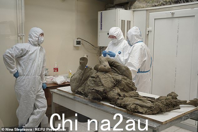 俄罗斯科学家干预长期休眠的哺乳动物感染病毒的想法引起了国际专家的警觉