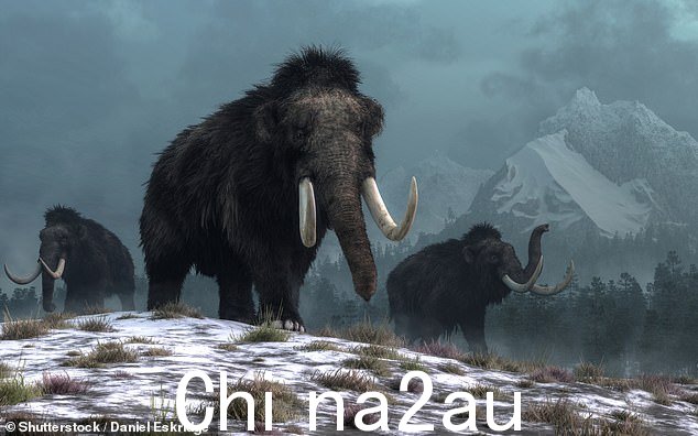 俄罗斯研究人员正在挖掘死去已久的哺乳动物的尸体,试图“唤醒”石器时代的病毒