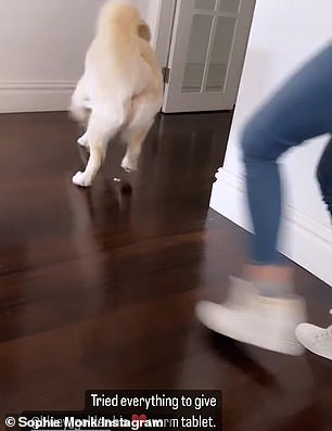 和尚的计划奏效了。当她追着他大喊“不,不要吃它”时,长毛猎犬跑掉了他嘴里含着药,边走边吃
