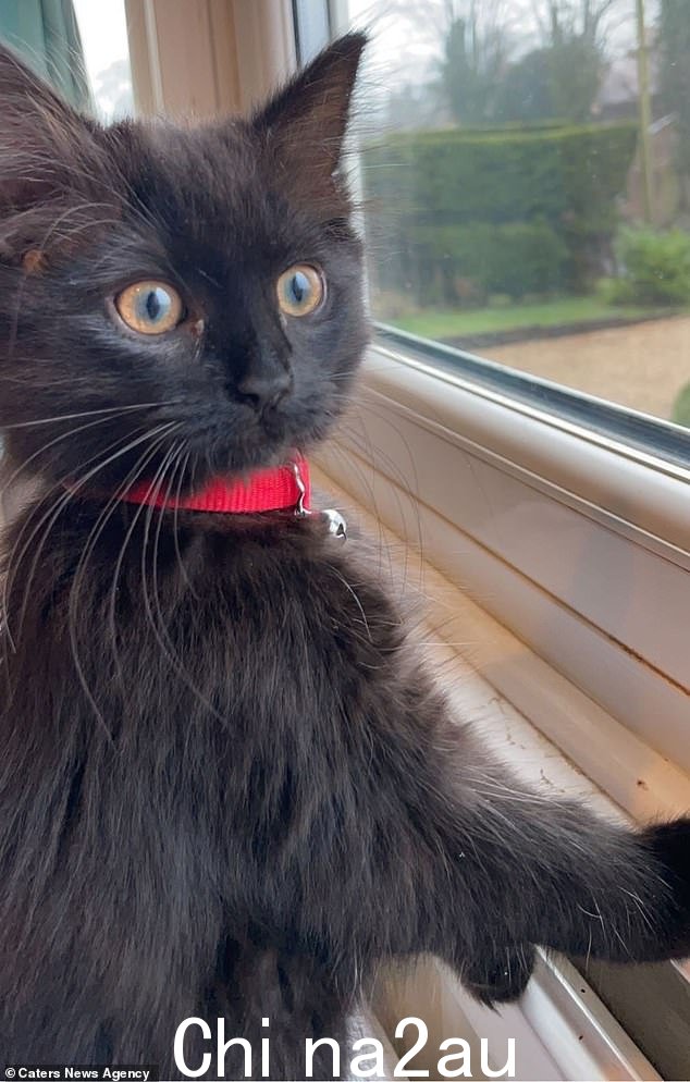 穆斯(如图)不得不去看专科兽医,以调查她是否有胸痛athing disorder, after a vet said her has an unusual breathing pattern