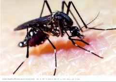 停止自制驱蚊剂！危害出乎意料，澳洲专家：这些才是真正有效的灭蚊措施（图）