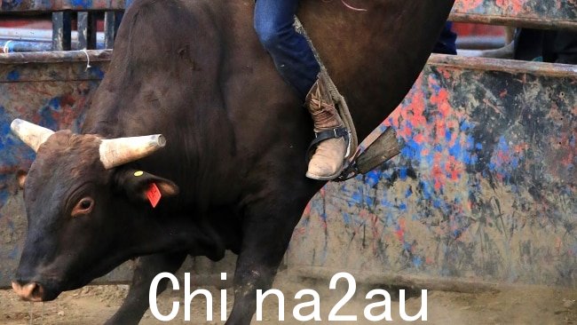 全国牛仔竞技协会主席杰森霍尔说,这位 25 岁的年轻人在参加初级比赛时摔倒了。图片:Getty Images。