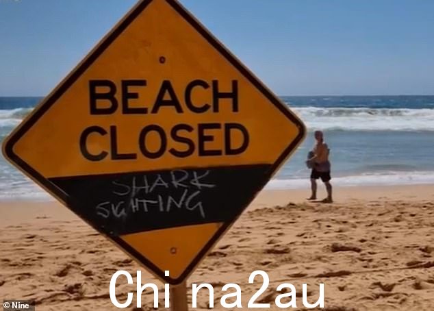 Palm Beach (above) was closed on Tuesday after a group of 15 hammerhead sharks was spotted in the water