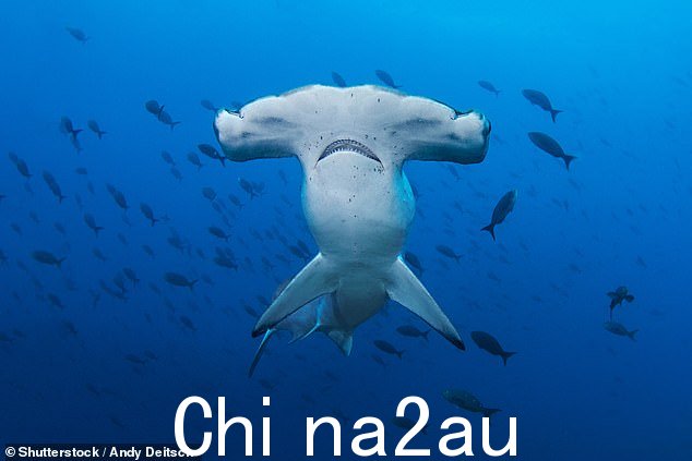 Hammerhead sharks (above) are easily identified by their unique shape and are generally known for being non-aggressive