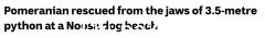 恐怖场面！昆州一女子将爱犬从一条3.5m长的蟒蛇口中救出。毒蛇袭击事件时有发生。专家建议这可以挽救生命（图）
